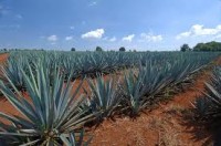 Blue Agave