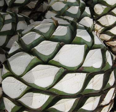 Blue Agave_Pina_Low res