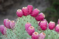 Prickly Pear_Fruit