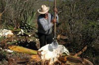 Pulque Production_Voodoo Tiki Tequila